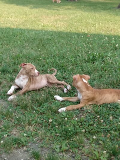 Lions park - Fairfax, MN