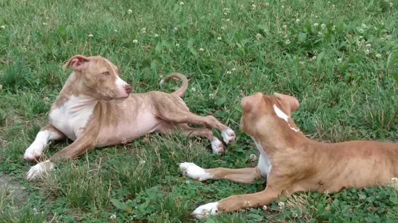 Lions park - Fairfax, MN