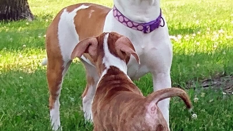 Lions park - Fairfax, MN