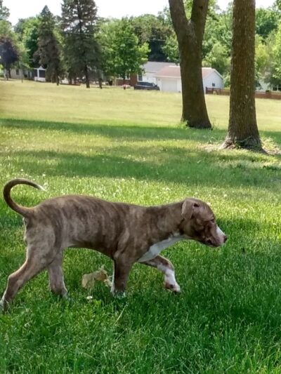 Lions park - Fairfax, MN