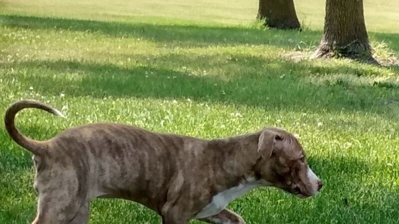 Lions park - Fairfax, MN