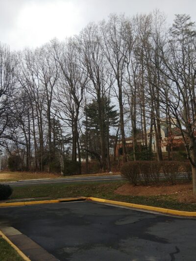 Alder Woods Park - Fairfax, VA