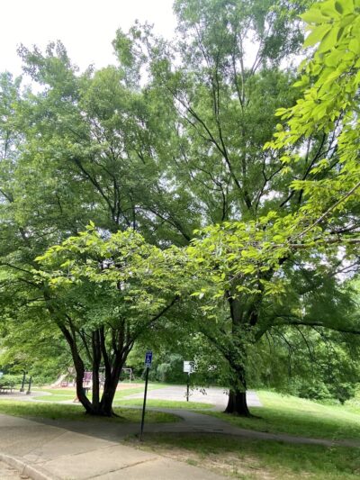 Eakin Park (Mantua Section) - Fairfax, VA