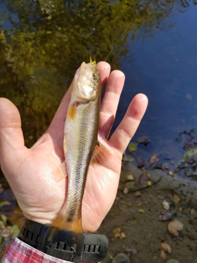 Eakin Park (Mantua Section) - Fairfax, VA