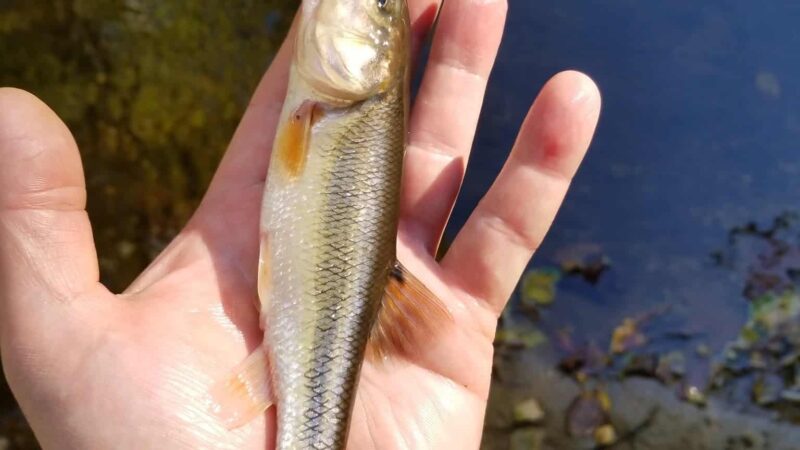 Eakin Park (Mantua Section) - Fairfax, VA