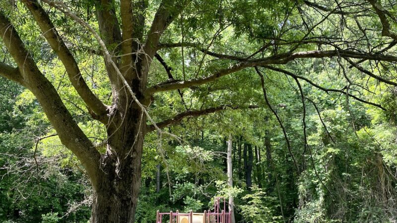 Eakin Park (Mantua Section) - Fairfax, VA