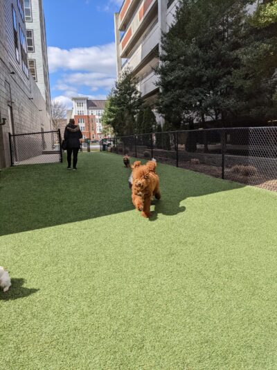 Halstead Square Dog Park - Fairfax, VA