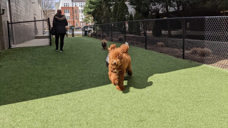 Halstead Square Dog Park - Fairfax, VA