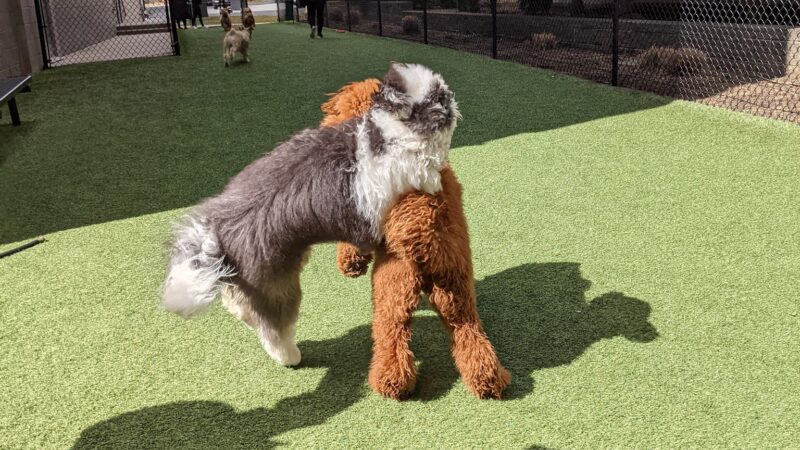 Halstead Square Dog Park - Fairfax, VA