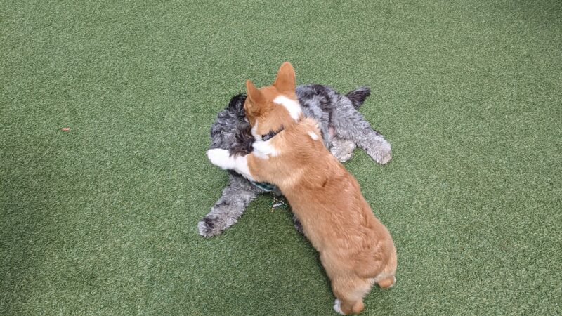 Halstead Square Dog Park - Fairfax, VA