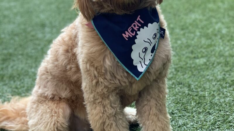 Halstead Square Dog Park - Fairfax, VA