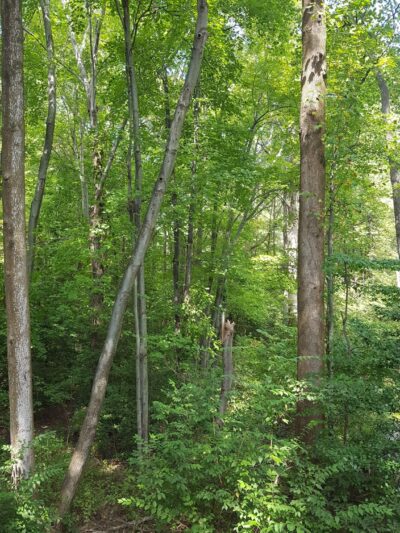 Middleridge Park - Fairfax, VA