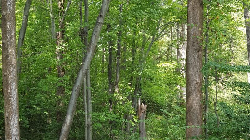 Middleridge Park - Fairfax, VA