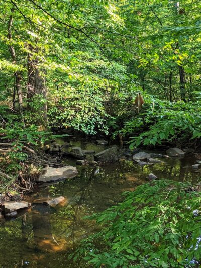 Rocky Run Stream Valley Trail - Fairfax, VA