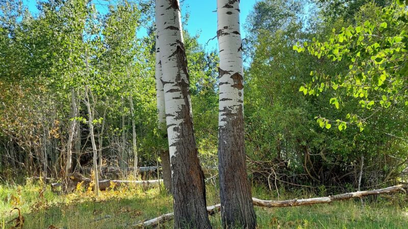 City Park - Fairfield, ID