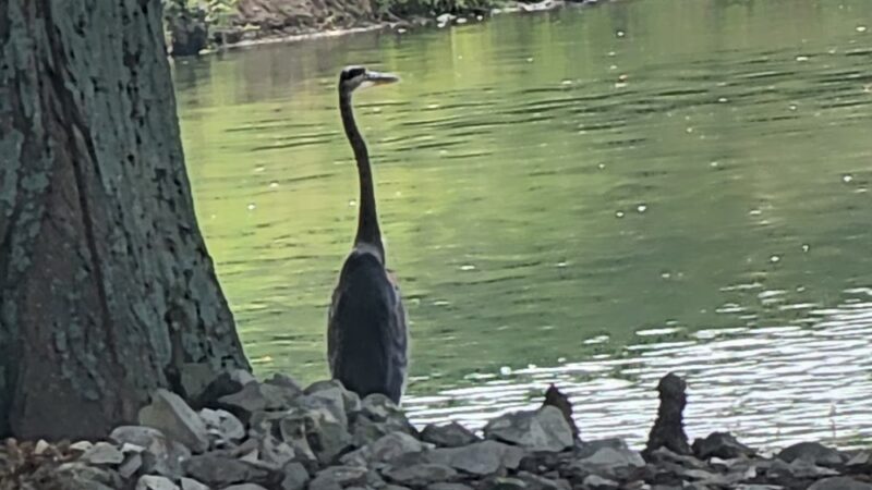 Leo French Park - Fairfield, IL