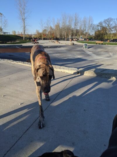 Furfield Dog Park - Fairfield, OH