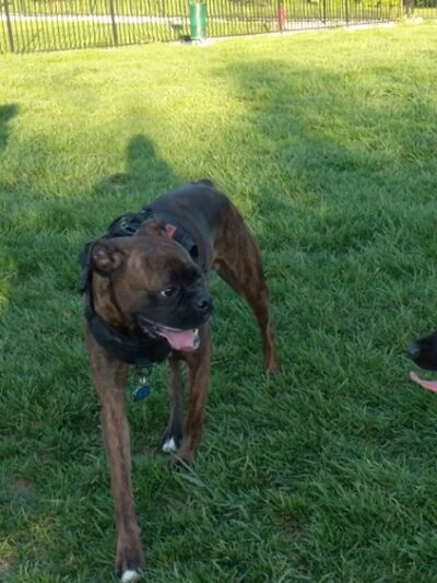 Wags Park - Fairview Heights, IL