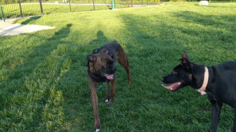 Wags Park - Fairview Heights, IL