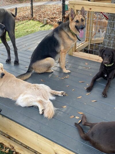 Woof in the Woods - Fairview, NC