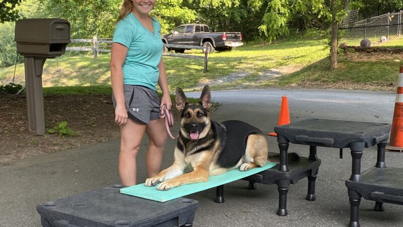 Woof in the Woods - Fairview, NC