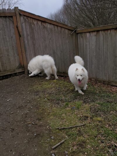 Canine Country Club - Fall City, WA