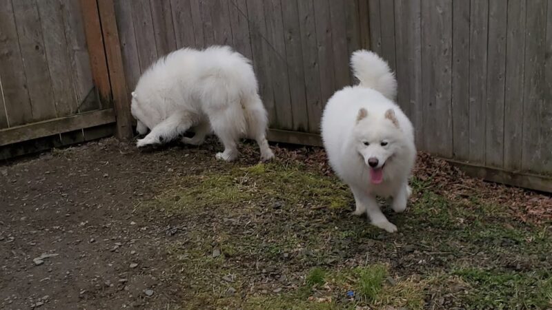 Canine Country Club - Fall City, WA