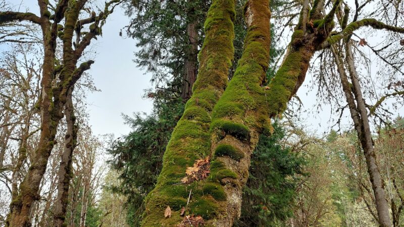 Osgood Park - Fall Creek, OR