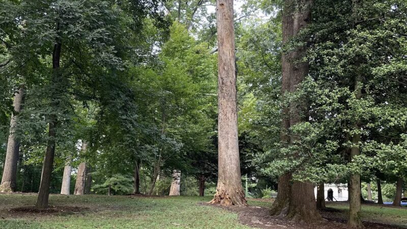 Cherry Hill Park - Falls Church, VA