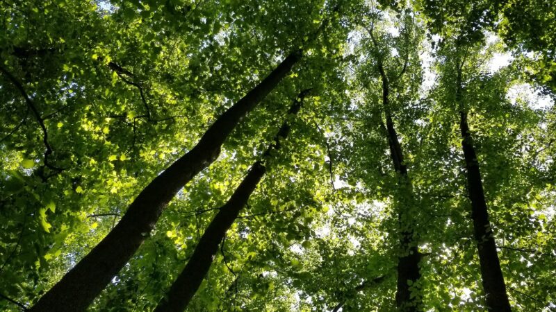 Haycock Longfellow Park - Falls Church, VA