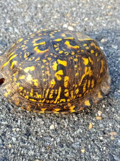 Justice Park - Falls Church, VA