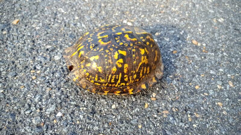 Justice Park - Falls Church, VA