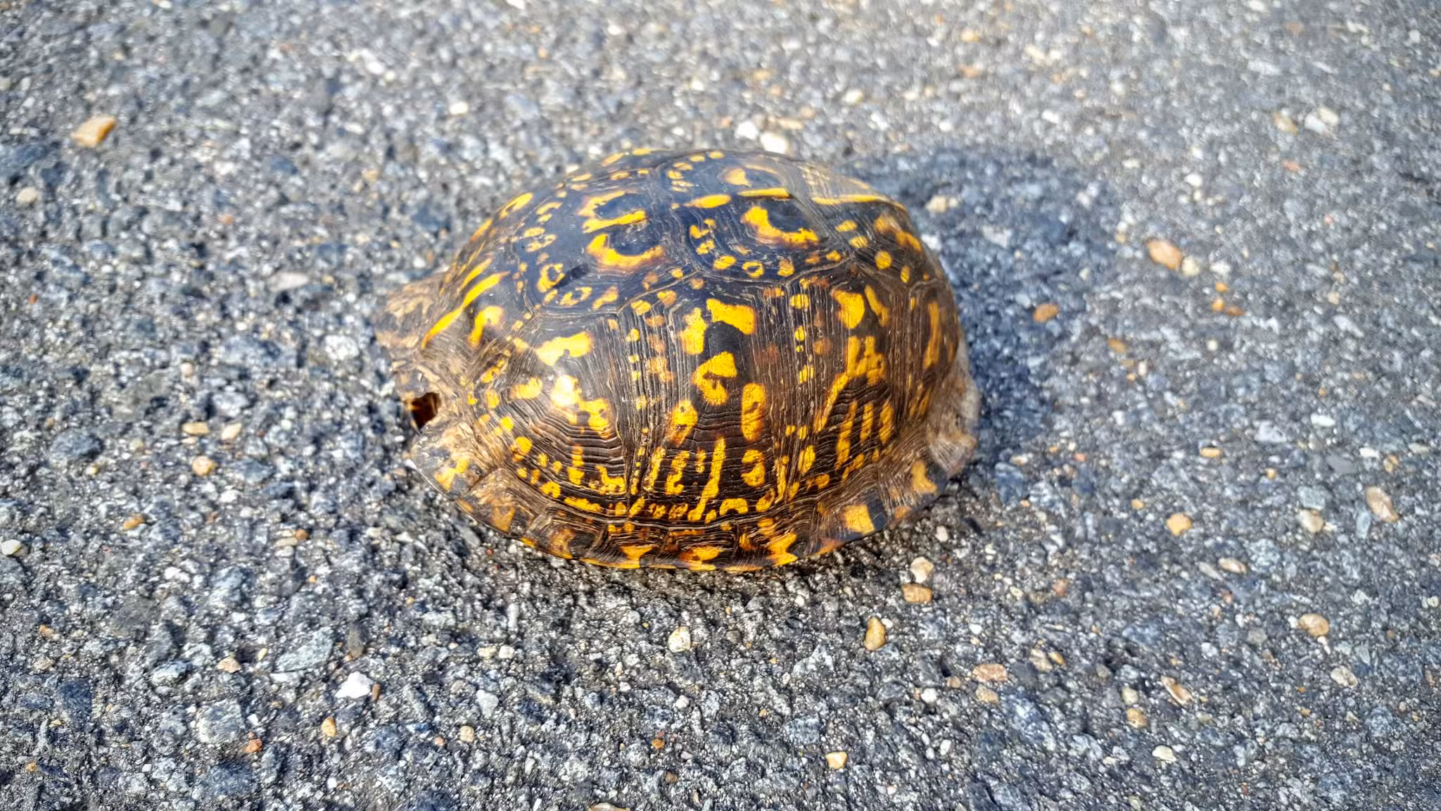 Justice Park - Falls Church, VA