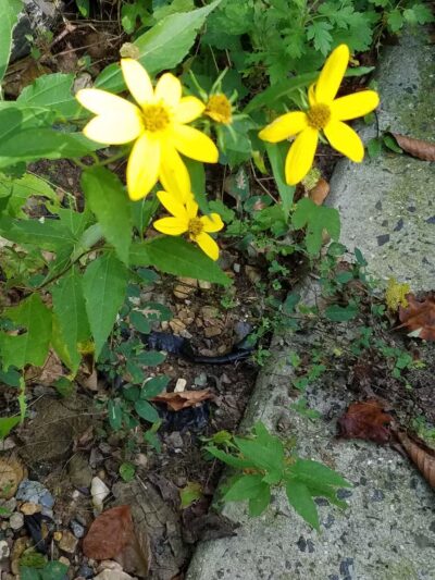 Lillian Carey Park - Falls Church, VA