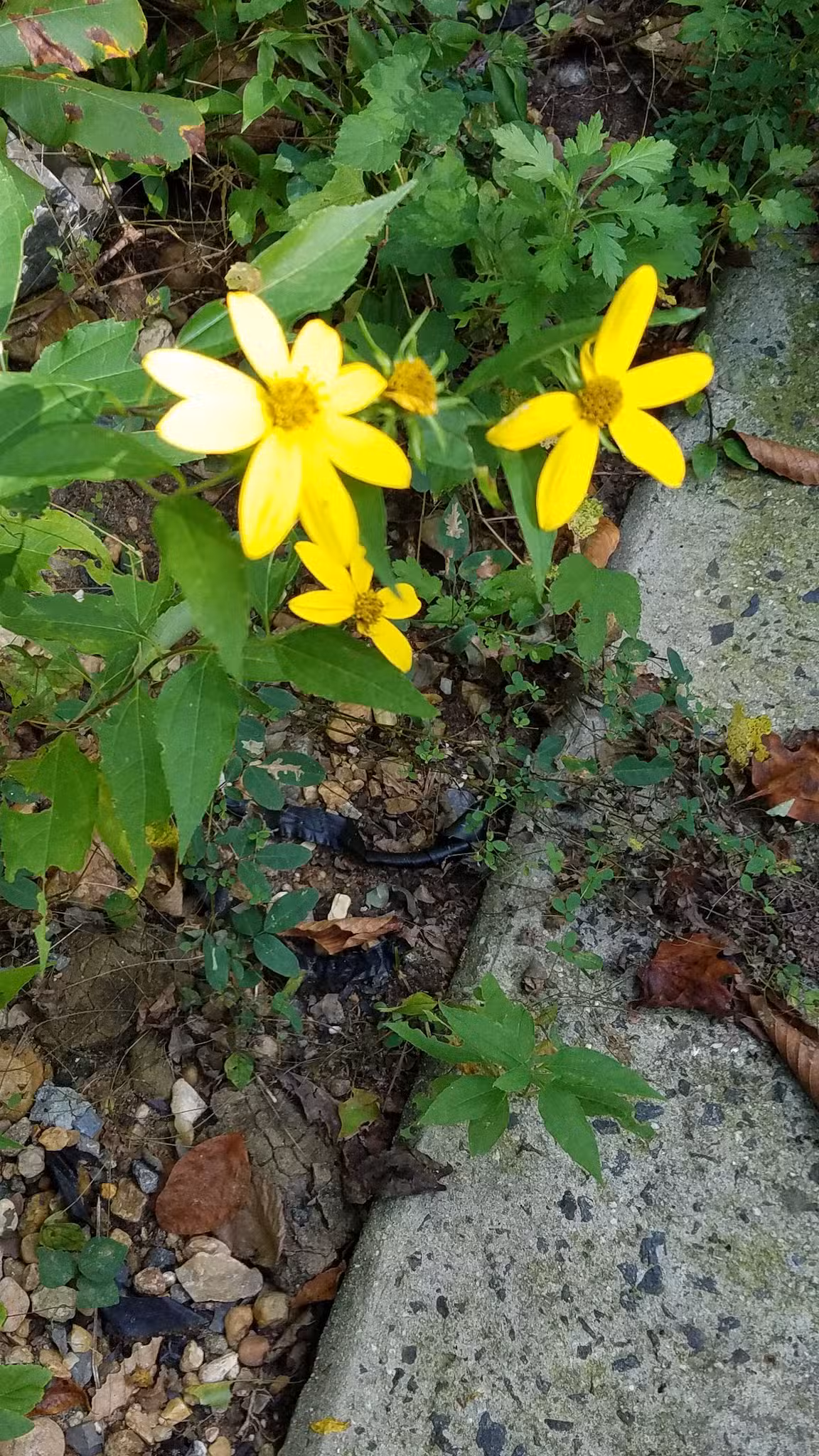 Lillian Carey Park - Falls Church, VA