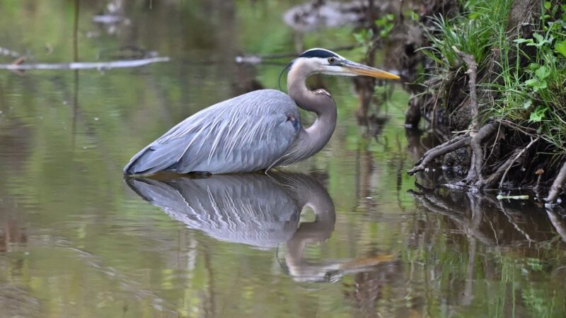 Luria Park - Falls Church, VA