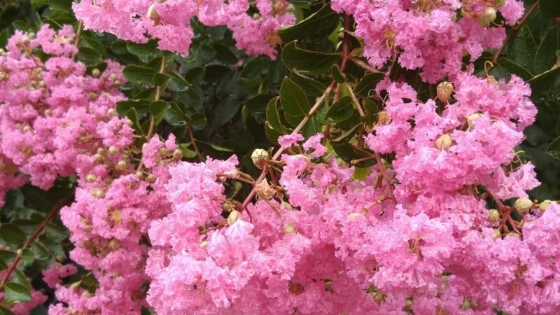Pimmit Hills Park - Falls Church, VA