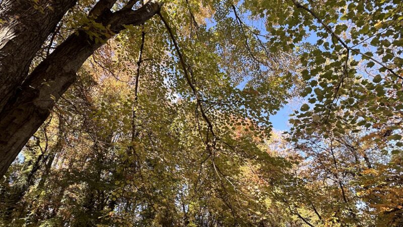 Pimmit Hills Park - Falls Church, VA