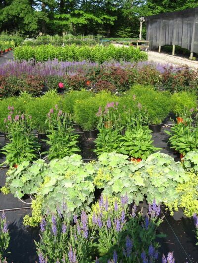 Falls Village Flower Farm LLC - Falls Village, CT