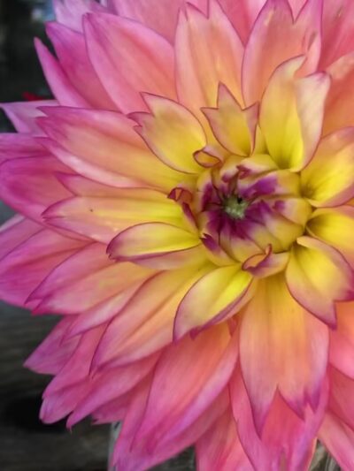 Falls Village Flower Farm LLC - Falls Village, CT