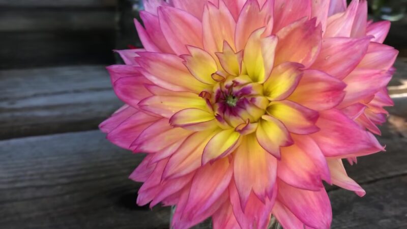 Falls Village Flower Farm LLC - Falls Village, CT