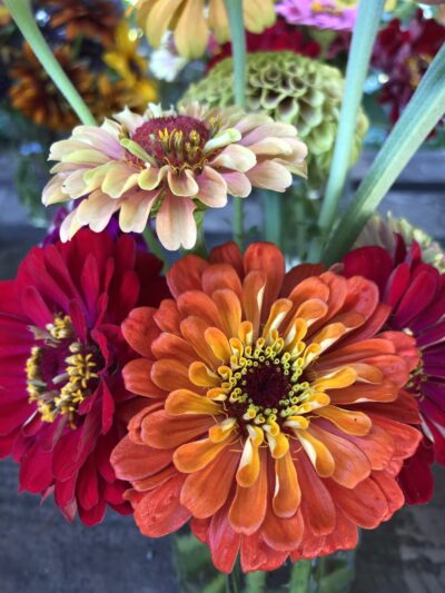 Falls Village Flower Farm LLC - Falls Village, CT