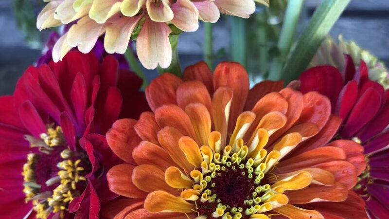 Falls Village Flower Farm LLC - Falls Village, CT