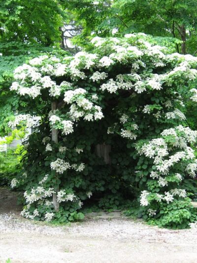 Falls Village Flower Farm LLC - Falls Village, CT