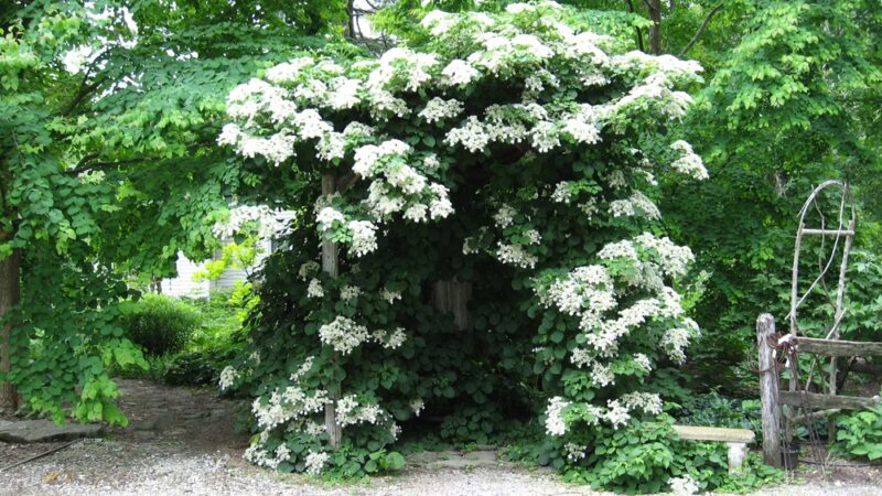 Falls Village Flower Farm LLC - Falls Village, CT