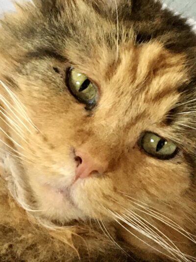 The Last Post - Falls Village, CT