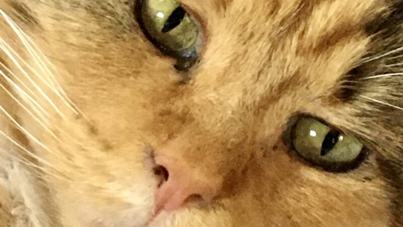 The Last Post - Falls Village, CT