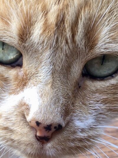 The Last Post - Falls Village, CT