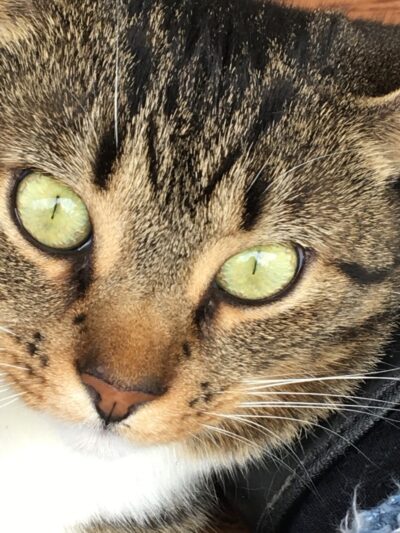 The Last Post - Falls Village, CT