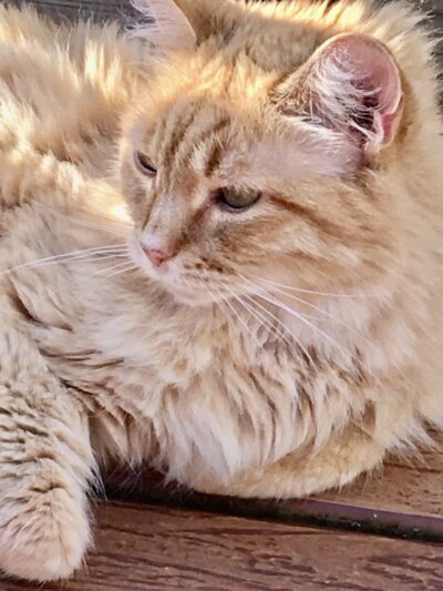 The Last Post - Falls Village, CT